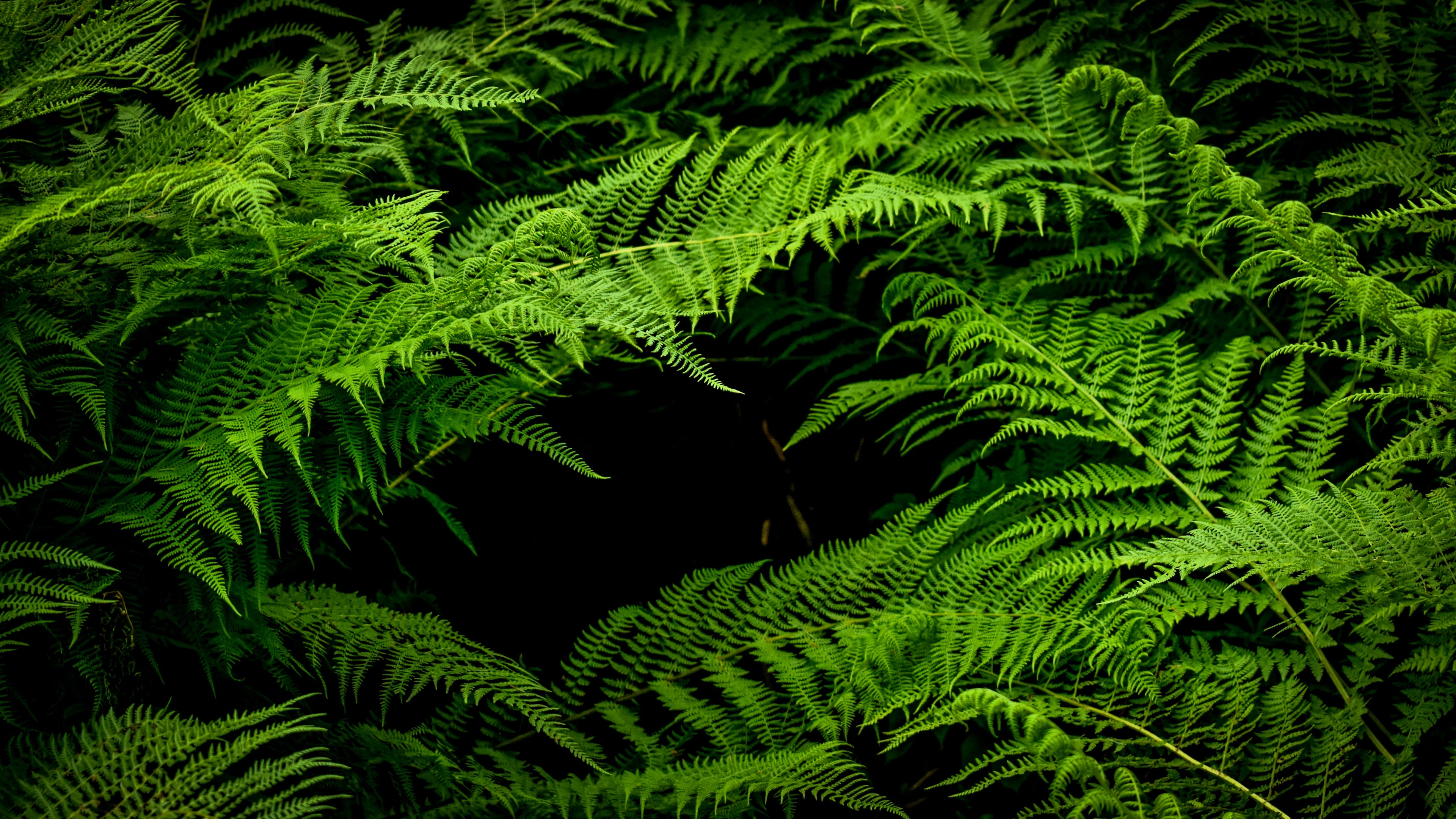 Tree Ferns