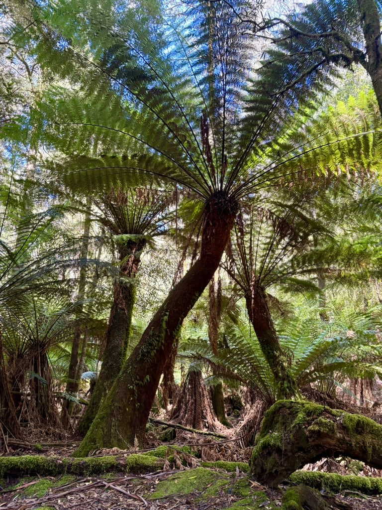 6ft Tree Fern - Dicksonia Antarctica