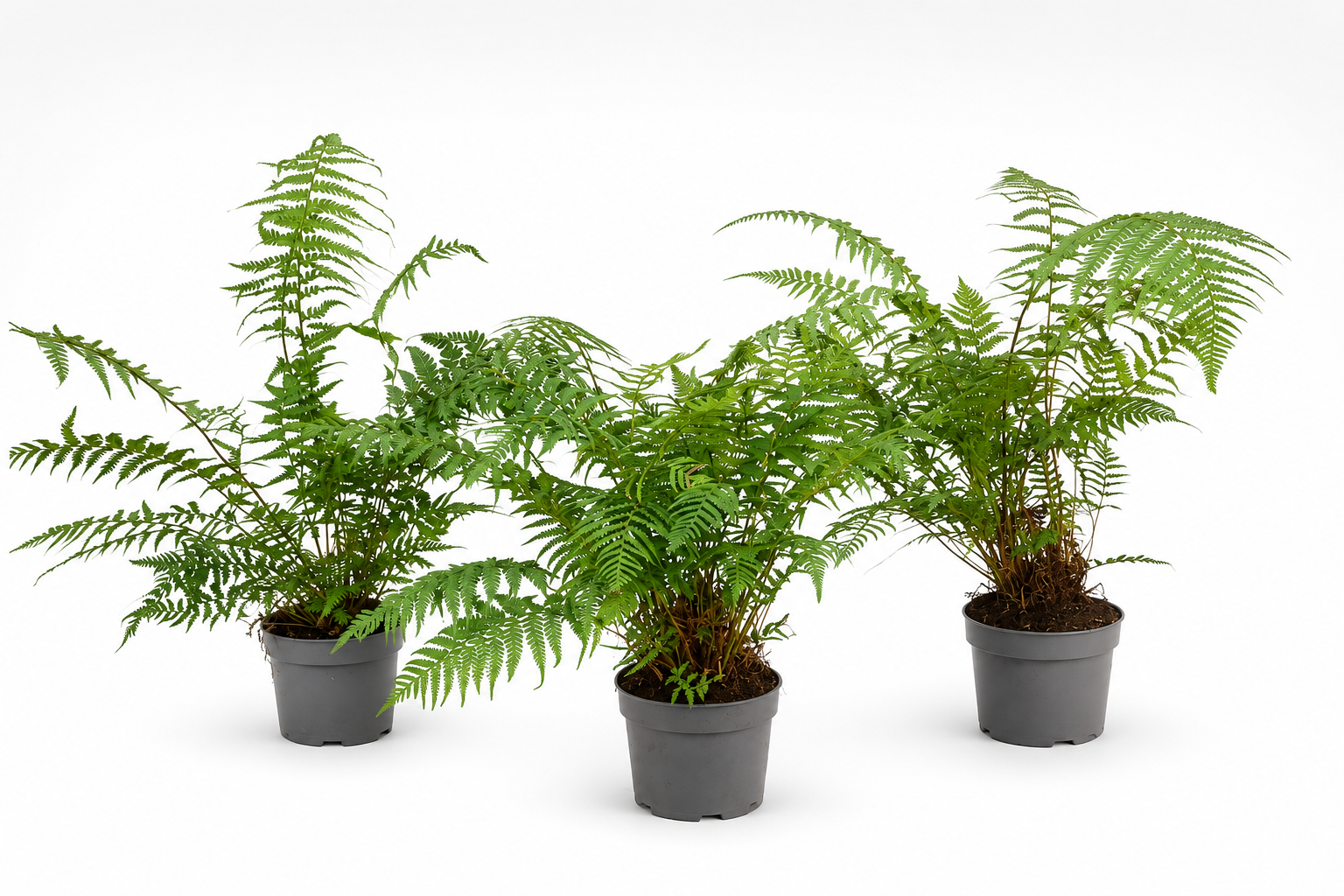 Potted Tree Fern (2 litre) - Dicksonia Antarctica