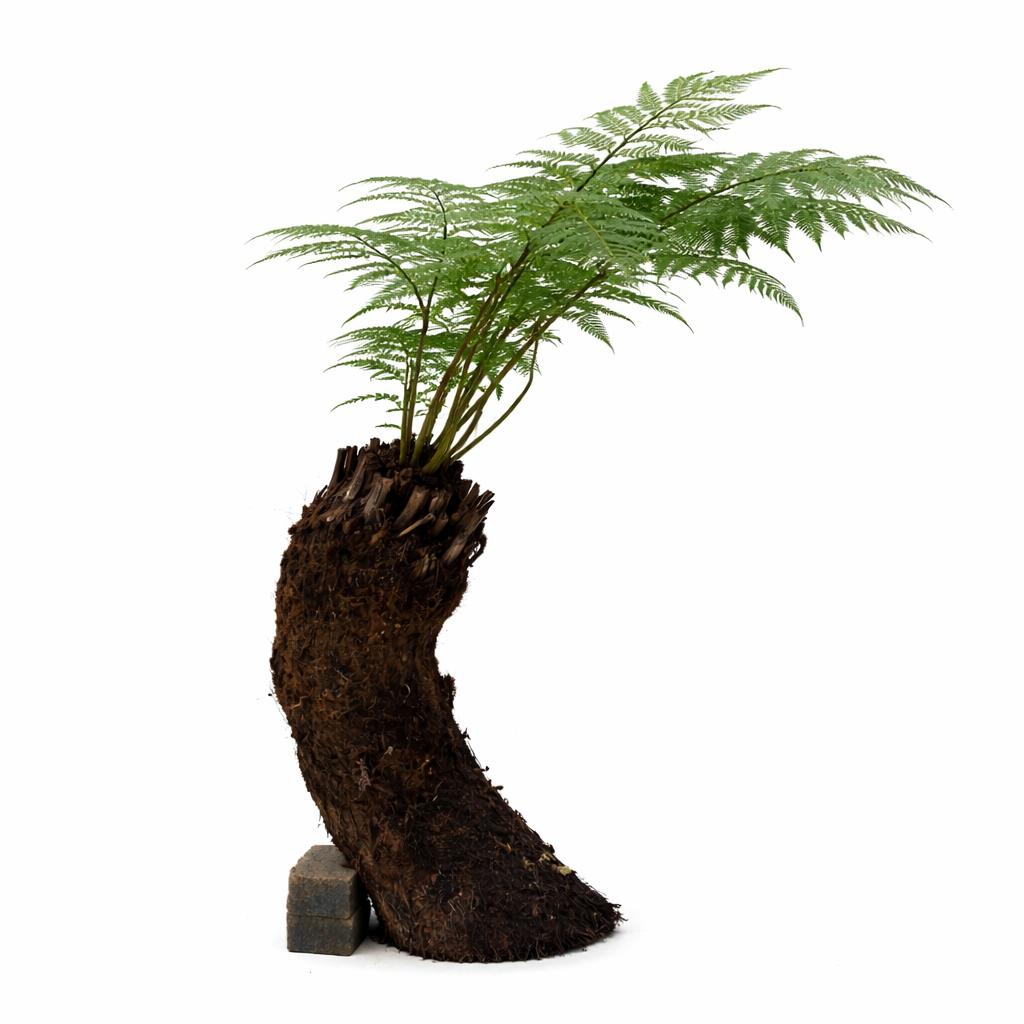 3ft Tree Fern - Dicksonia Antarctica