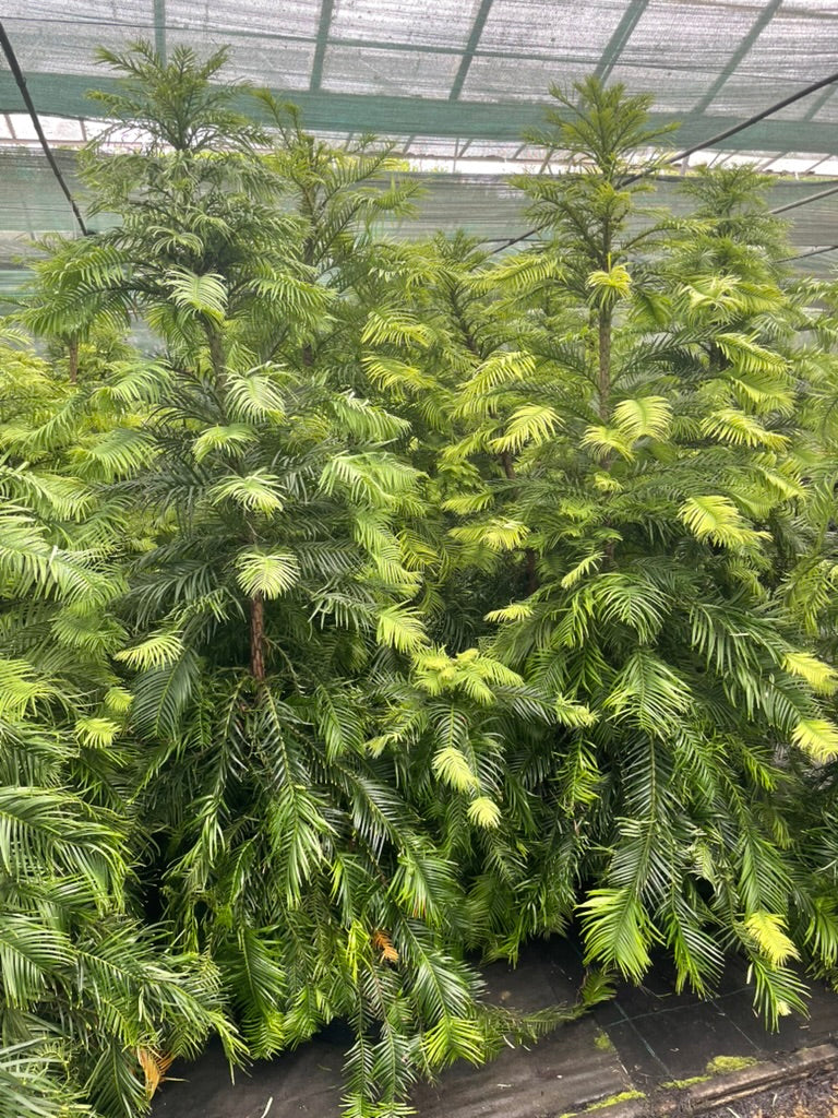 The Wollemi Pine