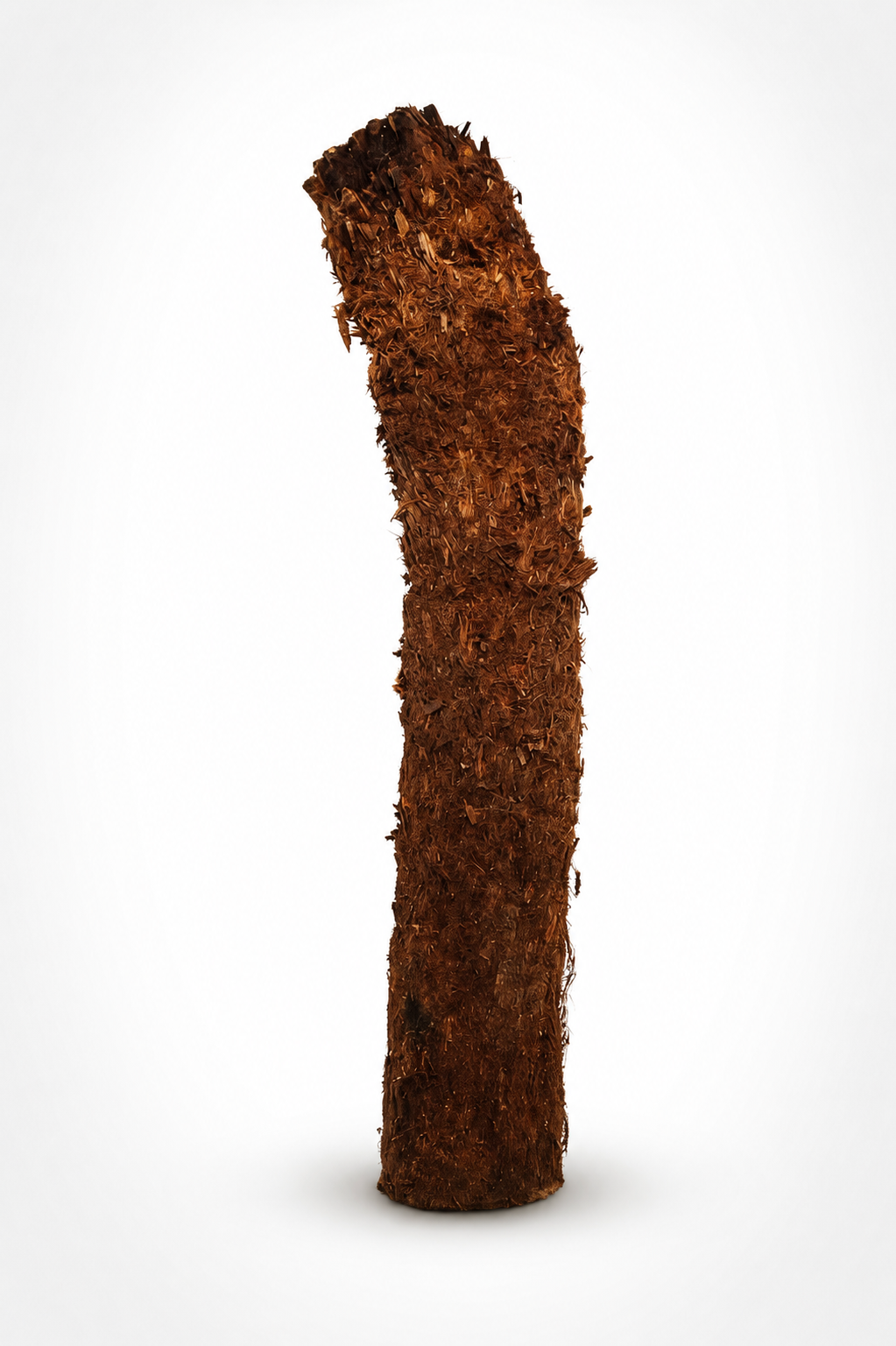6ft Tree Fern - Dicksonia Antarctica
