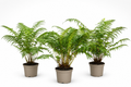 Potted Tree Fern (5 litre) - Dicksonia Antarctica
