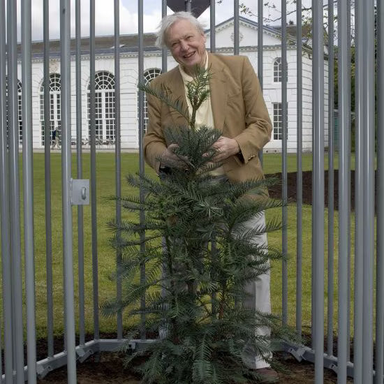 The Wollemi Pine