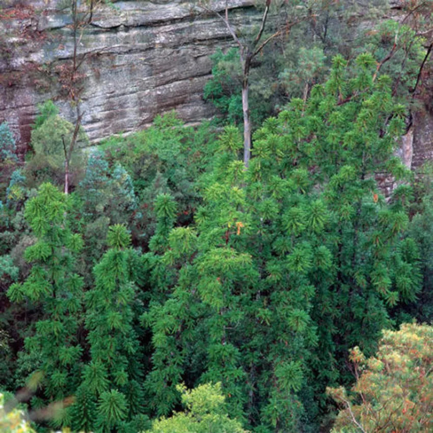 The Wollemi Pine