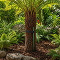 Tree Fern Anchoring System